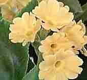 Auricula Chamois