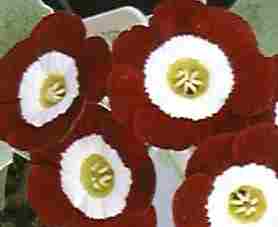 Auricula Cheyenne