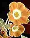 Auricula Curry Blend