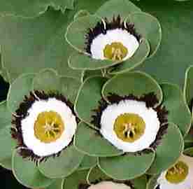 Auricula Figaro