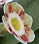 Auricula Lord Saye and Sele