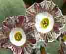 Auricula Mersey Tiger