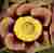 Auricula Nickity