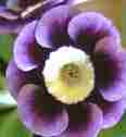 Auricula Sandra