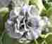 Auricula Susannah