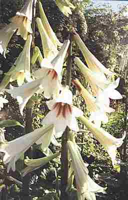 Loch Ness Garden - Cardiocrinum gigantium