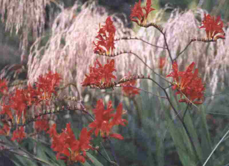crocosmia lucifer