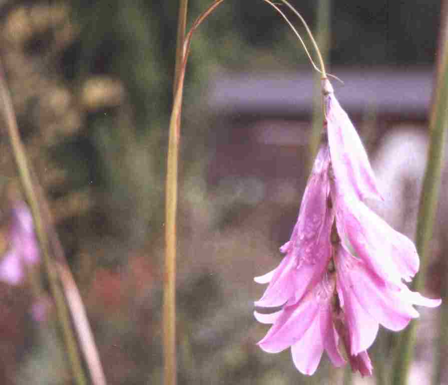 Loch Ness Garden - Dierama pulcherrima