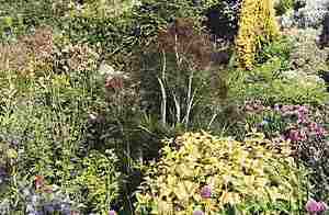 Loch Ness Garden - Herb Bed