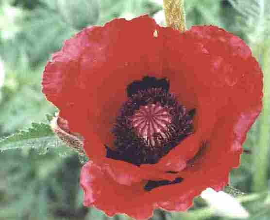 Loch Ness Garden - Papaver Orientale allegro
