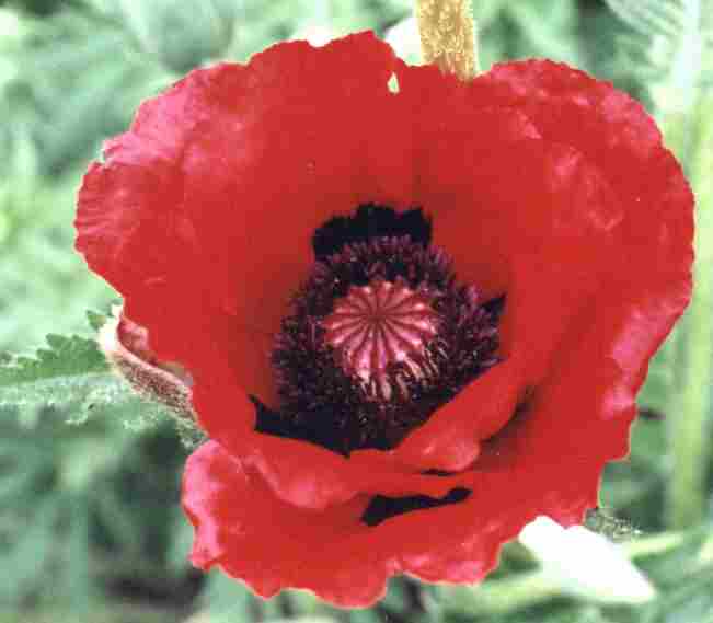 Papaver