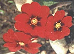 Loch Ness Garden - Primula Cowichan Venetian