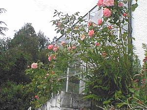 Loch Ness Garden - Greenhouse Roses