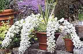 Loch Ness Garden - Saxifraga Tumbling Waters