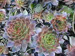 Loch Ness Garden - Sempervivum Shelia