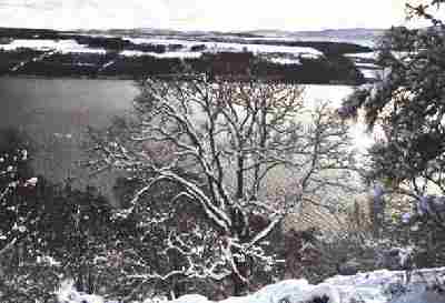rowan tree in winter