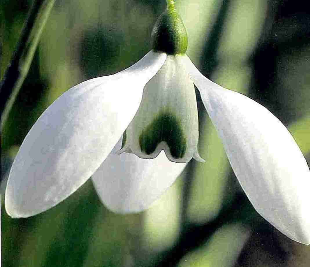 Galanthus